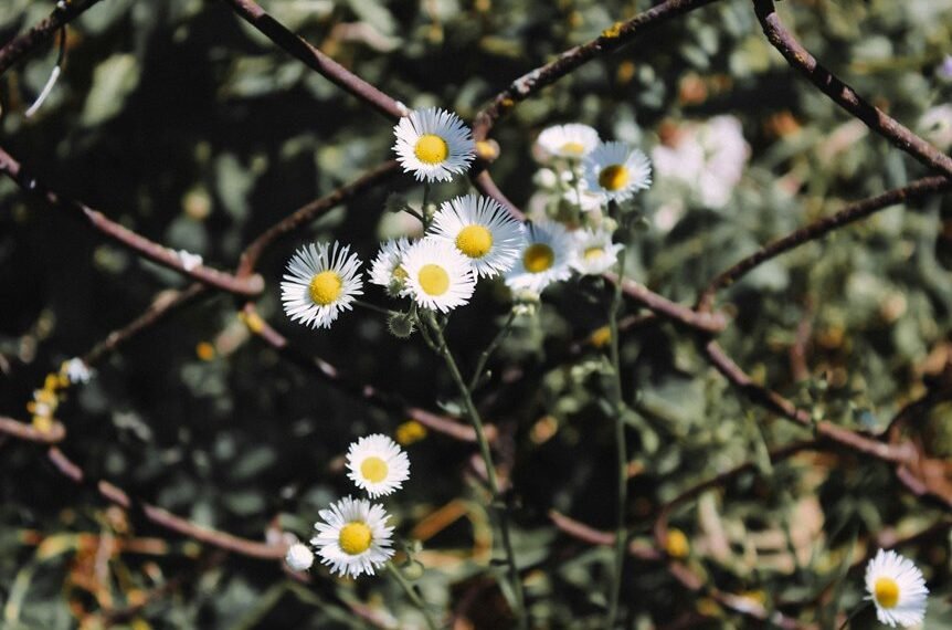 link building for seo