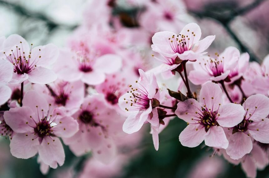 seo authority for growth